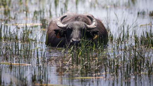 The Diet of Water Buffalo: Grazers of Wetlands & Grasslands - seaflog.com