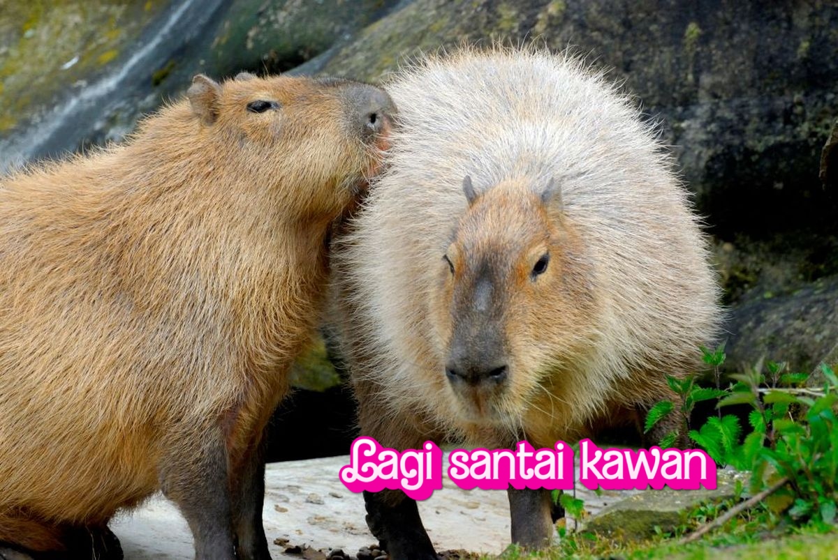Kenapa Capybara Disukai Semua Hewan? Ini Alasannya